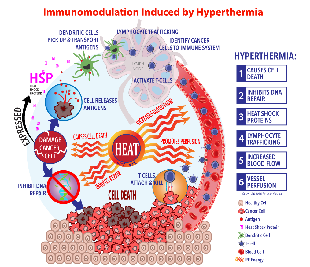 immunotherapy cell cycle rework final
